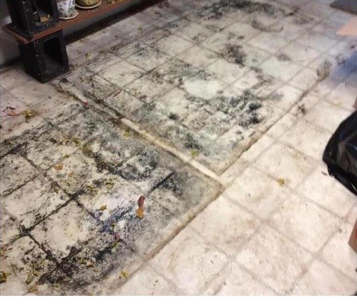 floor covered in mold